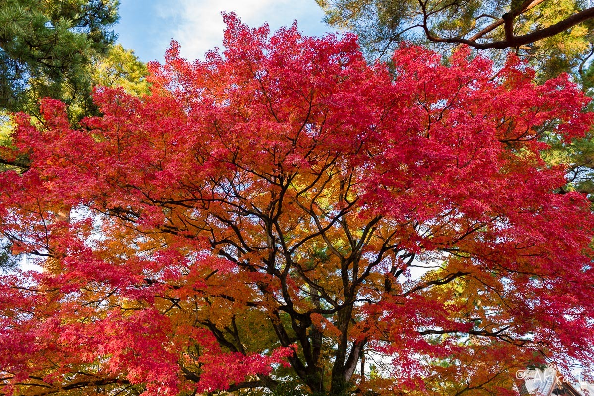 京都の紅葉 2017 〜15〜_f0152550_17122580.jpg