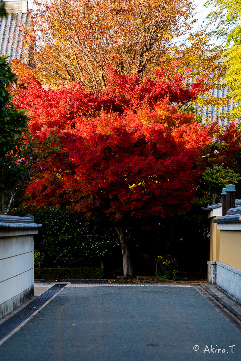 京都の紅葉 2017 〜15〜_f0152550_17125817.jpg