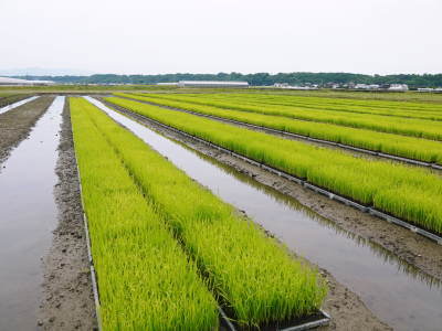 熊本の美味しいお米(七城米、菊池水源棚田米、無農薬砂田のれんげ米)大好評発売中!こだわり紹介 その1_a0254656_17250666.jpg