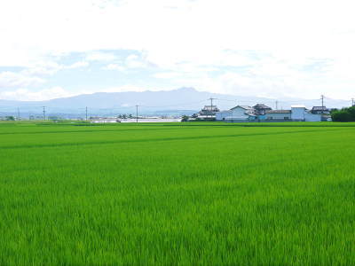 熊本の美味しいお米(七城米、菊池水源棚田米、無農薬砂田のれんげ米)大好評発売中!こだわり紹介 その1_a0254656_17434237.jpg