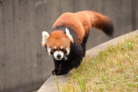 もふてく☆秋のパン祭り2017森きらら編・その4_b0338756_10305965.jpg