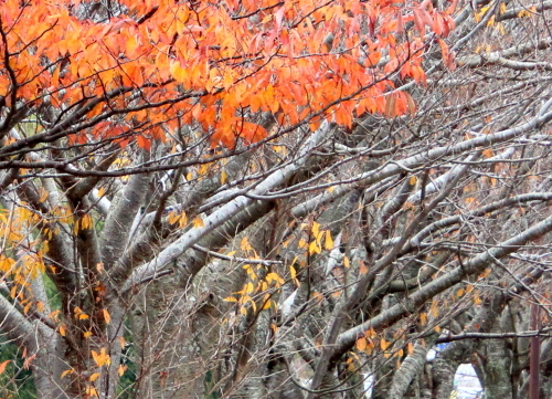 b0320769_16483186.jpg