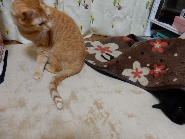 仕返し_e0355177_20520200.jpg