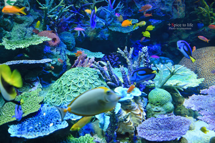 Aquarium_f0326278_21343581.jpg