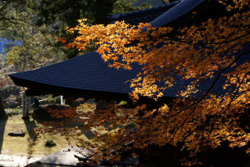 弘川寺　再び_e0366896_08172272.jpg