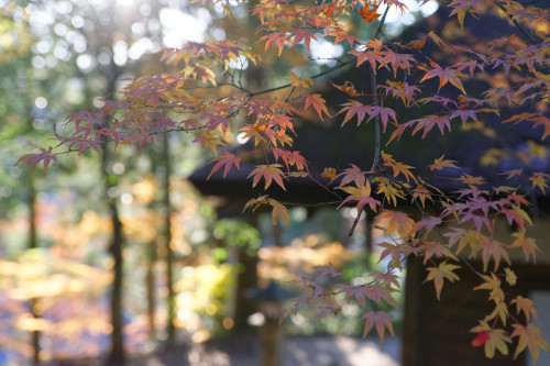 弘川寺　再び_e0366896_08175327.jpg