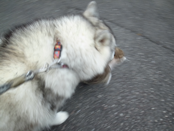 c0049299_21244122.jpg