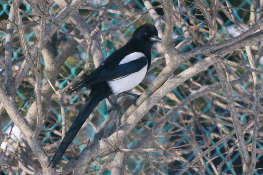 c0360399_20275786.jpg