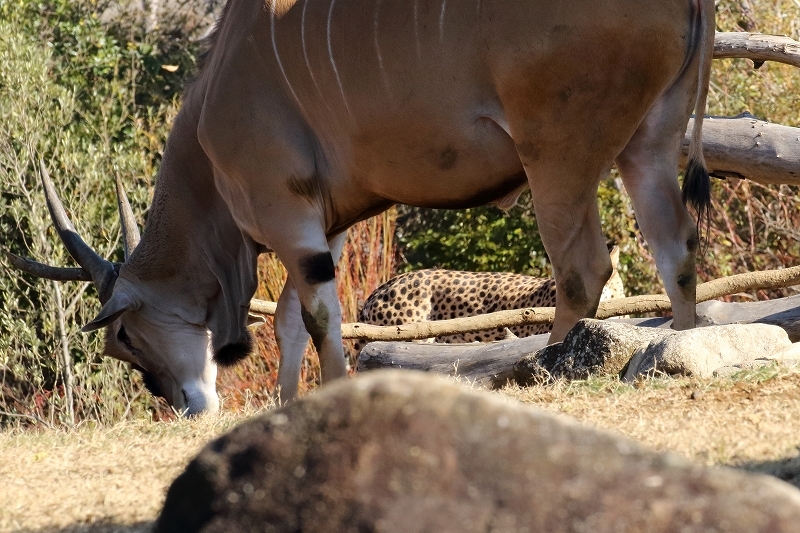 サバンナを模した放飼場で キリン エランドのような草食動物と チーターの混合展示 よこはま動物園 ズーラシア 旅プラスの日記 サバンナを模した放飼場で キリン エランドのような草食動物と チーターの混合展示 よこはま動物園 ズーラシア 旅プラスの日記