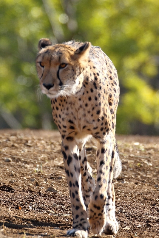 サバンナを模した放飼場で キリン エランドのような草食動物と チーターの混合展示 よこはま動物園 ズーラシア 旅プラスの日記