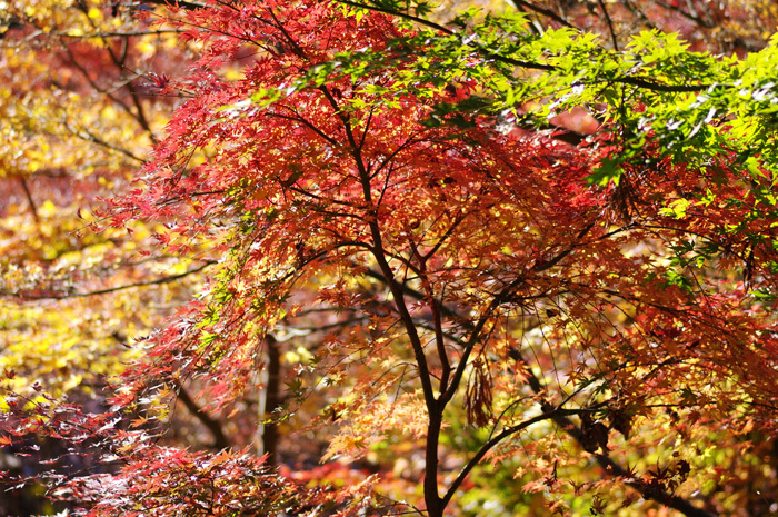 円覚寺　紅葉　３_b0151409_21093391.jpg