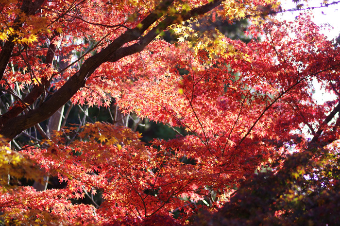 円覚寺　紅葉　３_b0151409_21103612.jpg