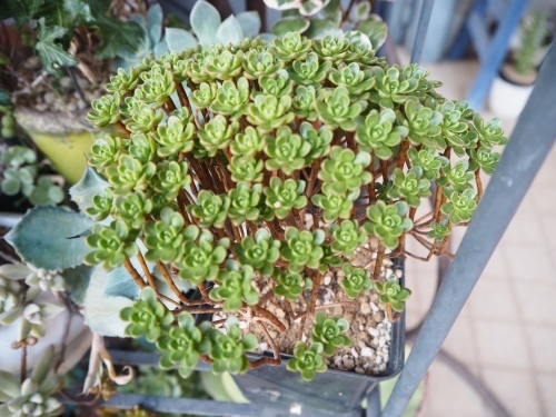 d0179410_23292759.jpeg