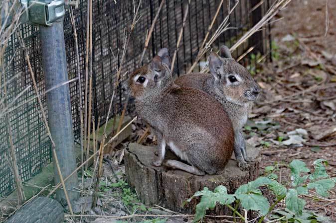 11月のSCZOO～ヒメマーラの赤ちゃんと復活のプレーリードッグ放飼場_b0355317_21275124.jpg