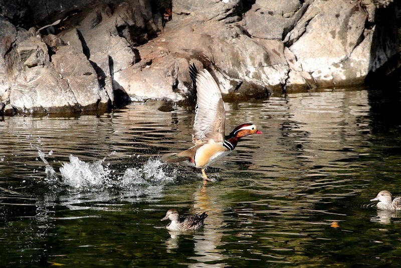 カラフルな鳥さん３_f0327034_20055234.jpg