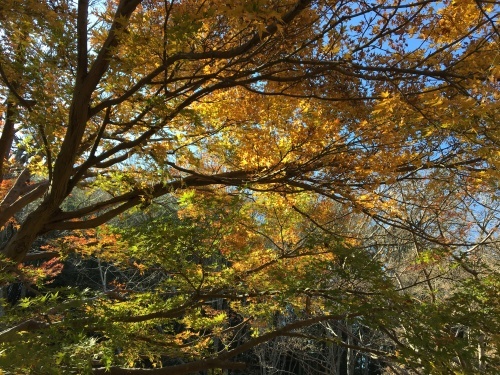 b0330040_20120987.jpeg