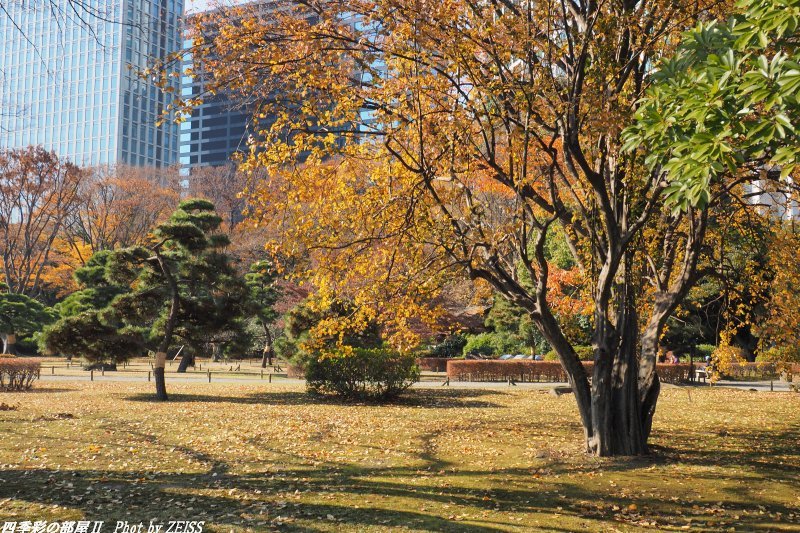 浜離宮恩賜庭園_d0358854_21235904.jpg