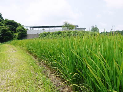 熊本の美味しいお米（七城米、菊池水源棚田米、無農薬砂田のれんげ米）大好評発売中！こだわり紹介　その2_a0254656_18445244.jpg