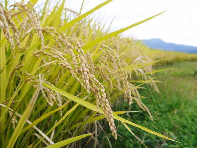 熊本の美味しいお米（七城米、菊池水源棚田米、無農薬砂田のれんげ米）大好評発売中！こだわり紹介　その2_a0254656_19374584.jpg