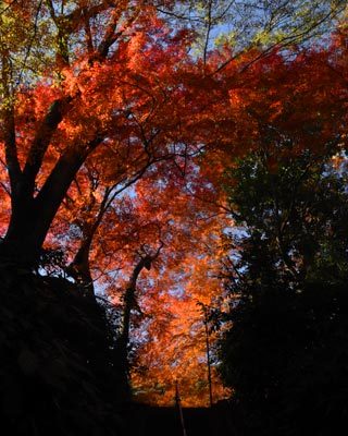 京都府　天王山山麓散策_e0035757_00544893.jpg