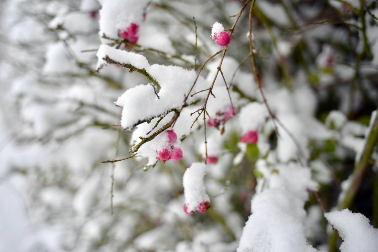 ２週連続で雪の日曜日_c0192161_05302172.jpg