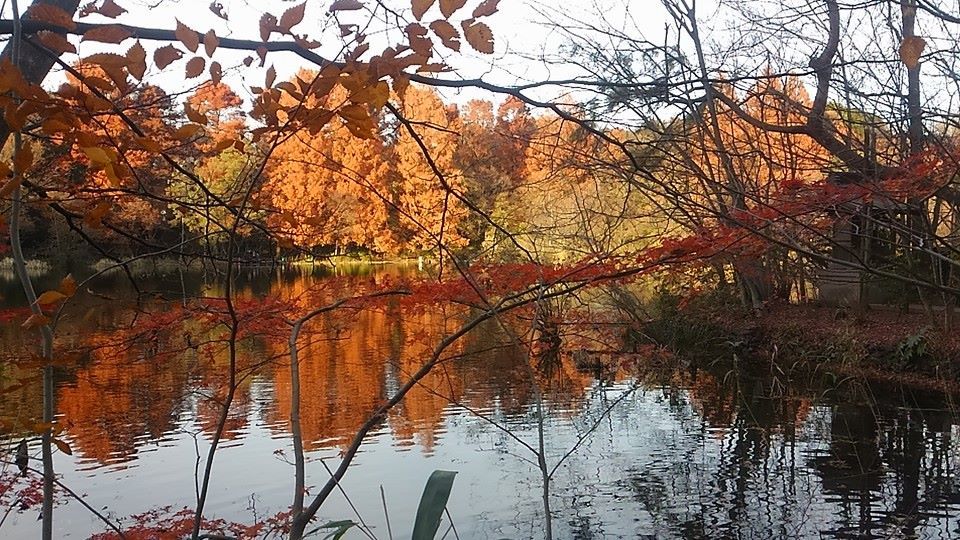 石神井公園お散歩_a0077673_14180559.jpg