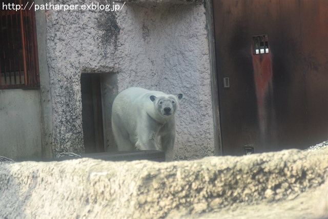 ２０１７年１１月　とくしま動物園　その１　遊びの気分じゃないポロロ_a0052986_7173051.jpg