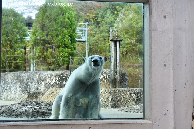 ２０１７年１１月　とくしま動物園　その１　遊びの気分じゃないポロロ_a0052986_730923.jpg