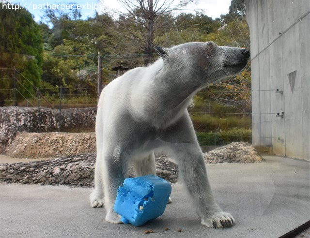 ２０１７年１１月　とくしま動物園　その１　遊びの気分じゃないポロロ_a0052986_7474989.jpg