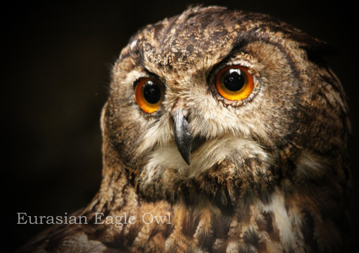 ワシミミズク：Eurasian Eagle Owl _b0249597_06483877.jpg