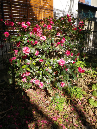 f0239100_17091867.jpg