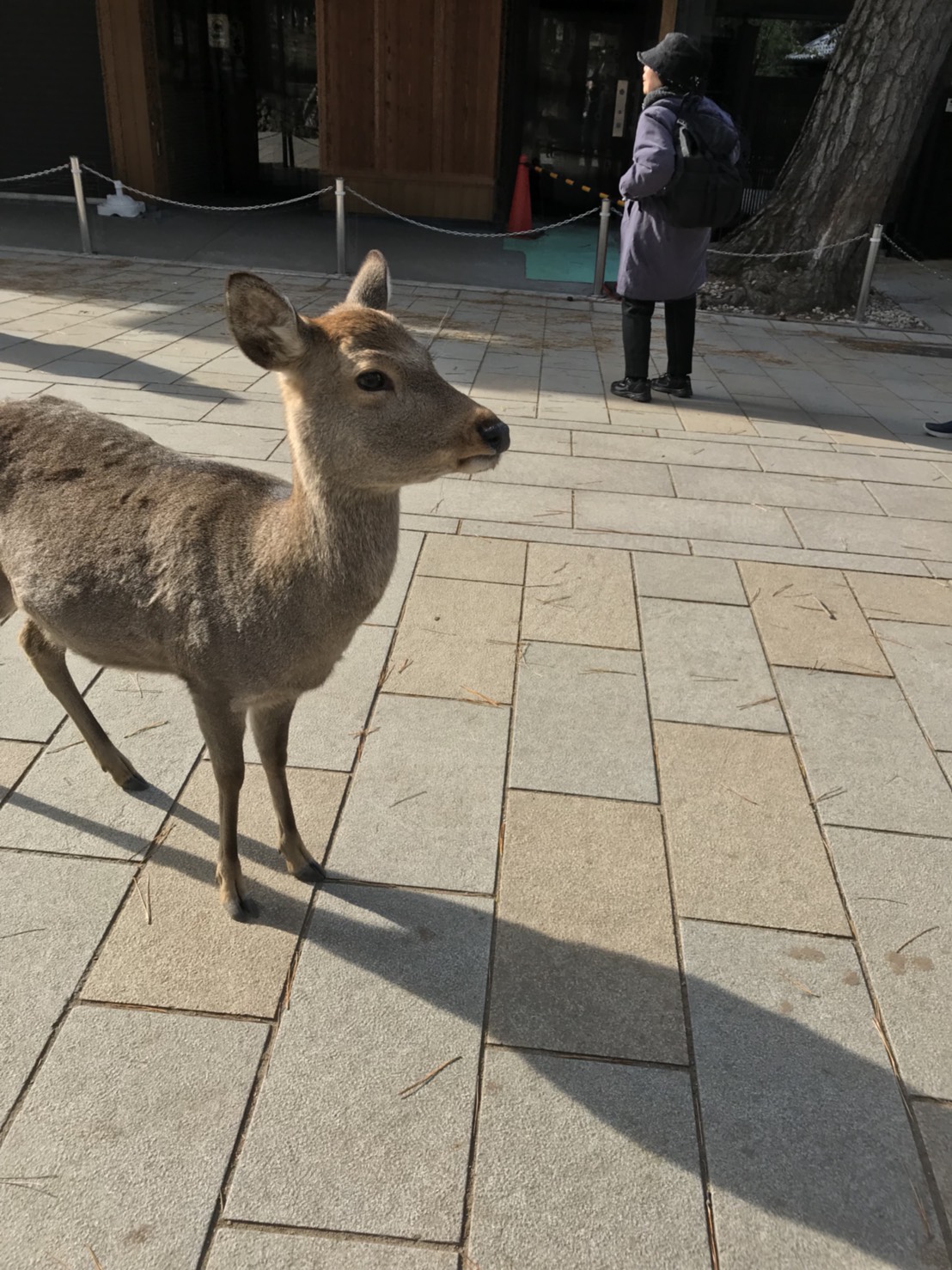 12月12日 火曜日のひとログヽ( ‘ω’ )ノ 本日Nさまプリウス納車♬♬ありがとうございます!ランクル・ハマー・アルファード_b0127002_1738695.jpg