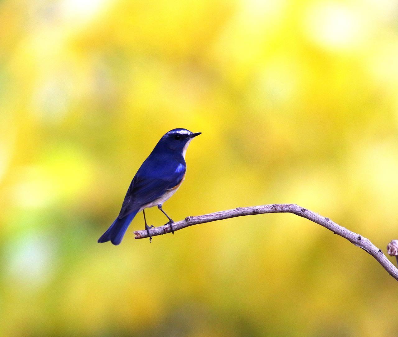 幸せの青い鳥 ルリビタキ 成鳥が戻ってきた その１ 一期一会の野鳥たち