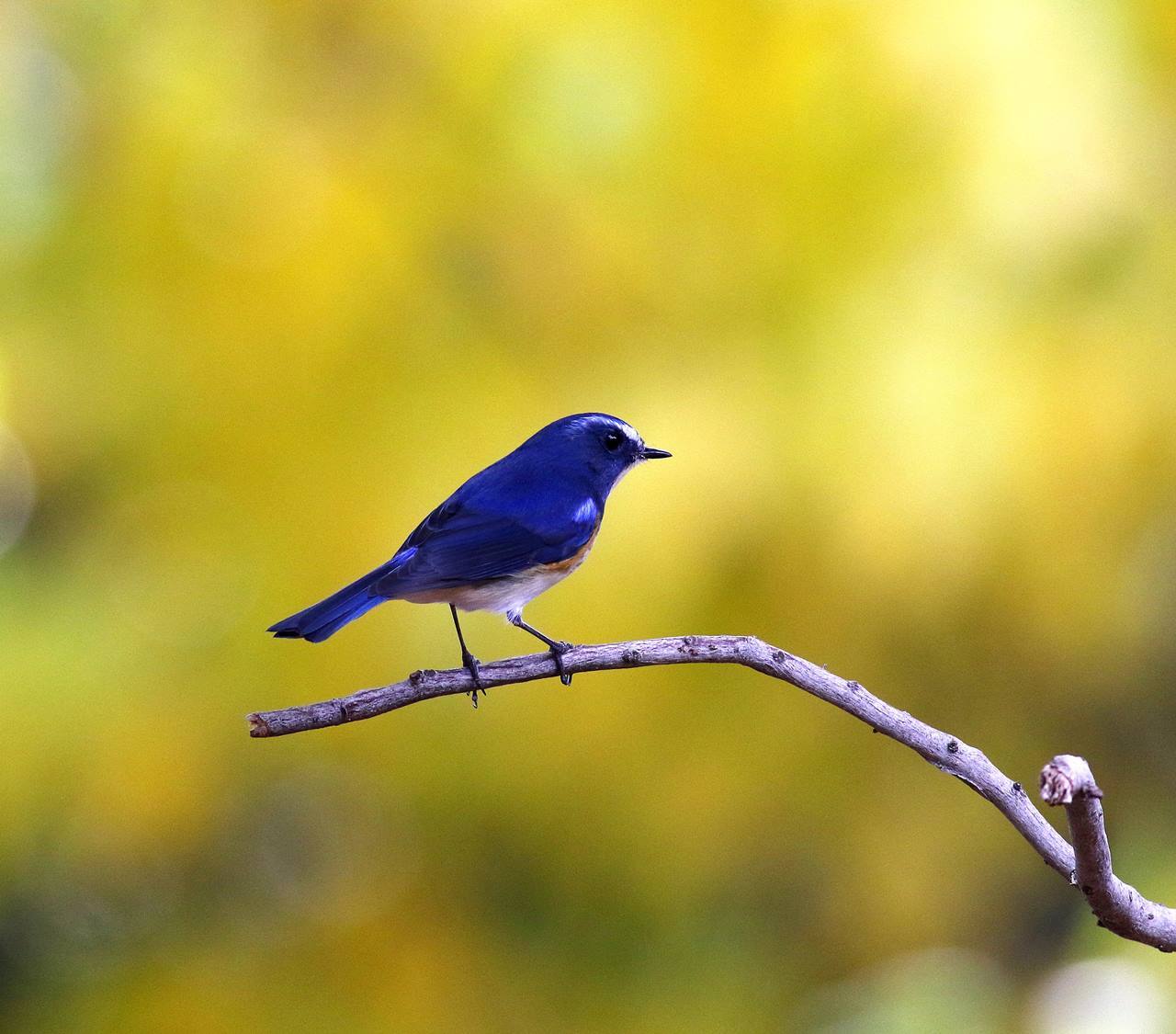 幸せの青い鳥 ルリビタキ 成鳥が戻ってきた その１ 一期一会の野鳥たち
