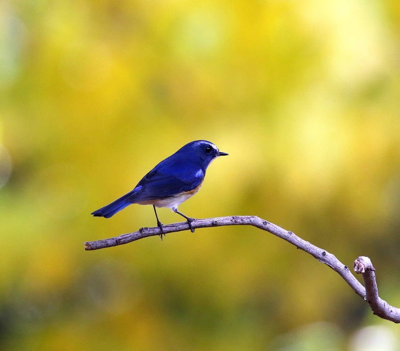 幸せの青い鳥 ルリビタキ 成鳥が戻ってきた その1 一期一会の野鳥たち 幸せの青い鳥 ルリビタキ 成鳥が戻ってきた その1 一期一会の野鳥たち