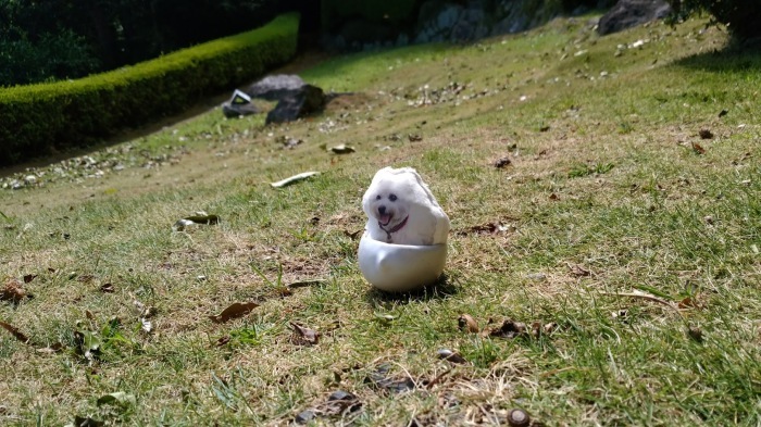 わっちゃんのお誕生日旅行in伊豆　2017.9.2（土）_f0039907_15032943.jpg