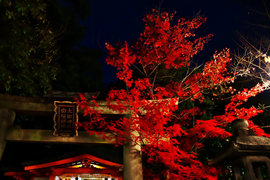 夜の京都　八坂神社から祇園を通って木屋町まで_a0263109_19563212.jpg