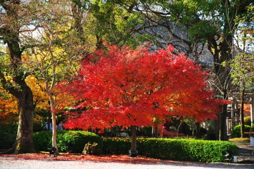 a0263109_21302569.jpg