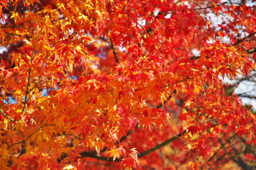 京都　東寺の紅葉3_a0263109_21331461.jpg