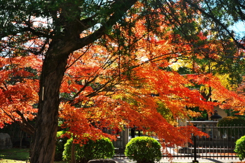 京都　東寺の紅葉3_a0263109_21331970.jpg