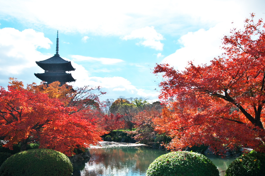 京都　東寺の紅葉3_a0263109_21340842.jpg