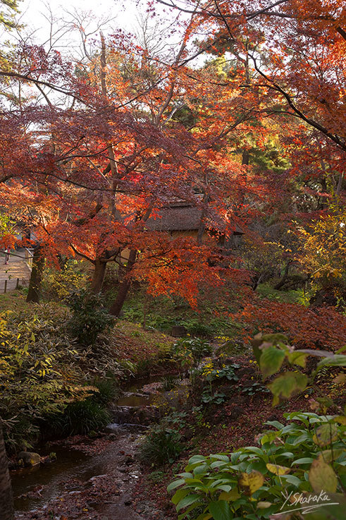 三渓園の紅葉　No4_f0344614_23455217.jpg