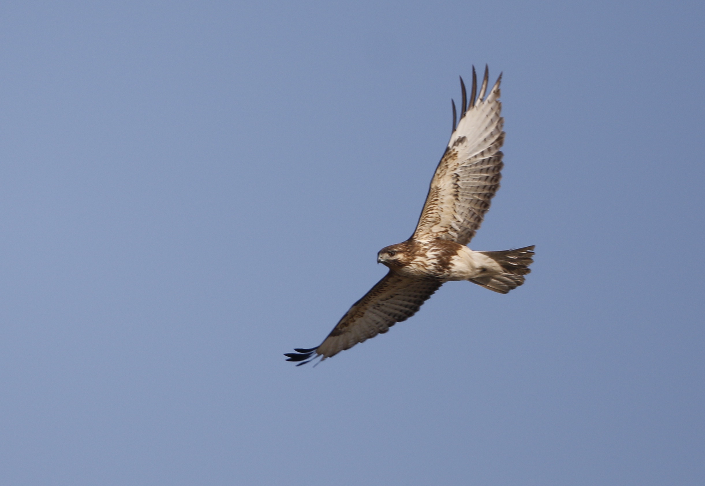 ノスリの飛翔 私の鳥撮り散歩 ノスリの飛翔 私の鳥撮り散歩
