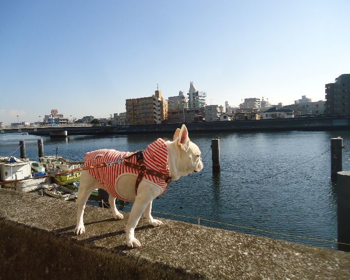   12月3日(日曜日）  駅前から河沿い方面へと。_b0248920_03080967.jpg