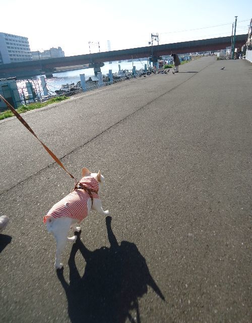   12月3日(日曜日）  駅前から河沿い方面へと。_b0248920_03105780.jpg