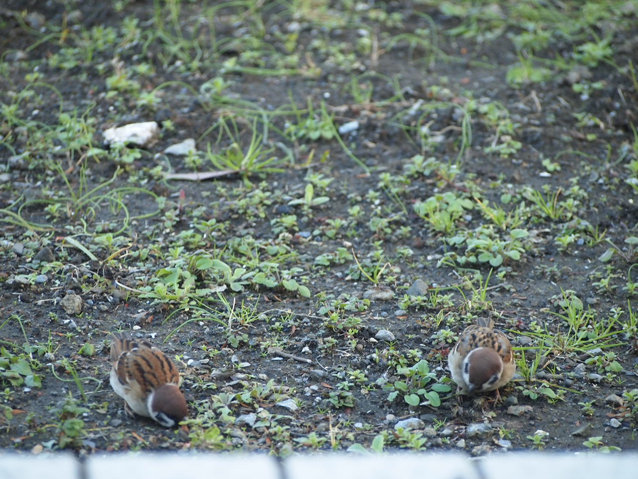 「スズメ」に見惚れる朝の一瞬!?_a0214329_95453.jpg