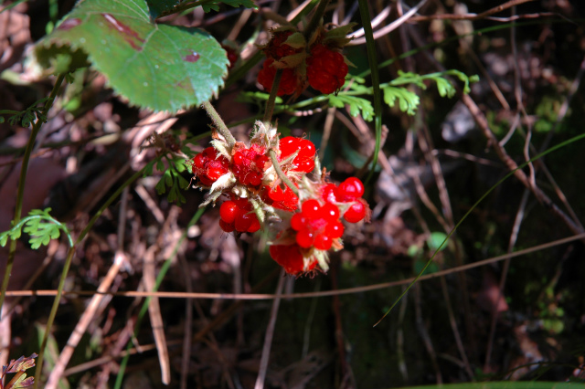 里山歩き！_e0272335_1916591.jpg