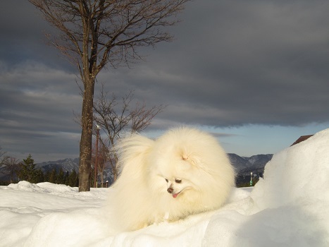 ヴィヴィの雪あそび(2)_b0177436_11322200.jpg