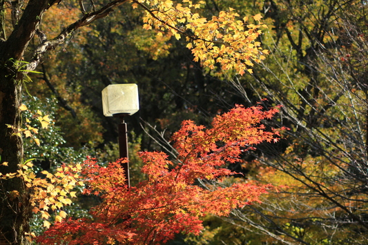 筑後の清水寺と光明寺_c0062138_11174536.jpg