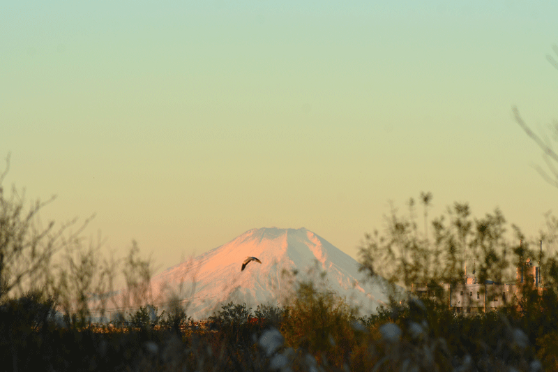 d0290240_14491242.gif